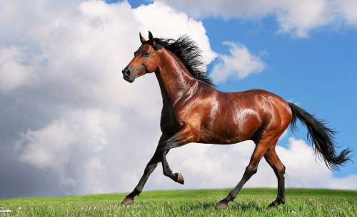 Horse Edible Icing Image - A4